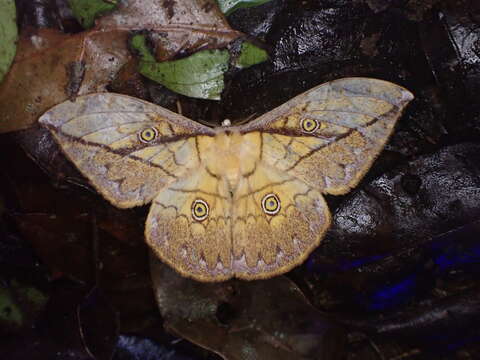 Image of Pselaphelia gemmifera (Butler 1878)