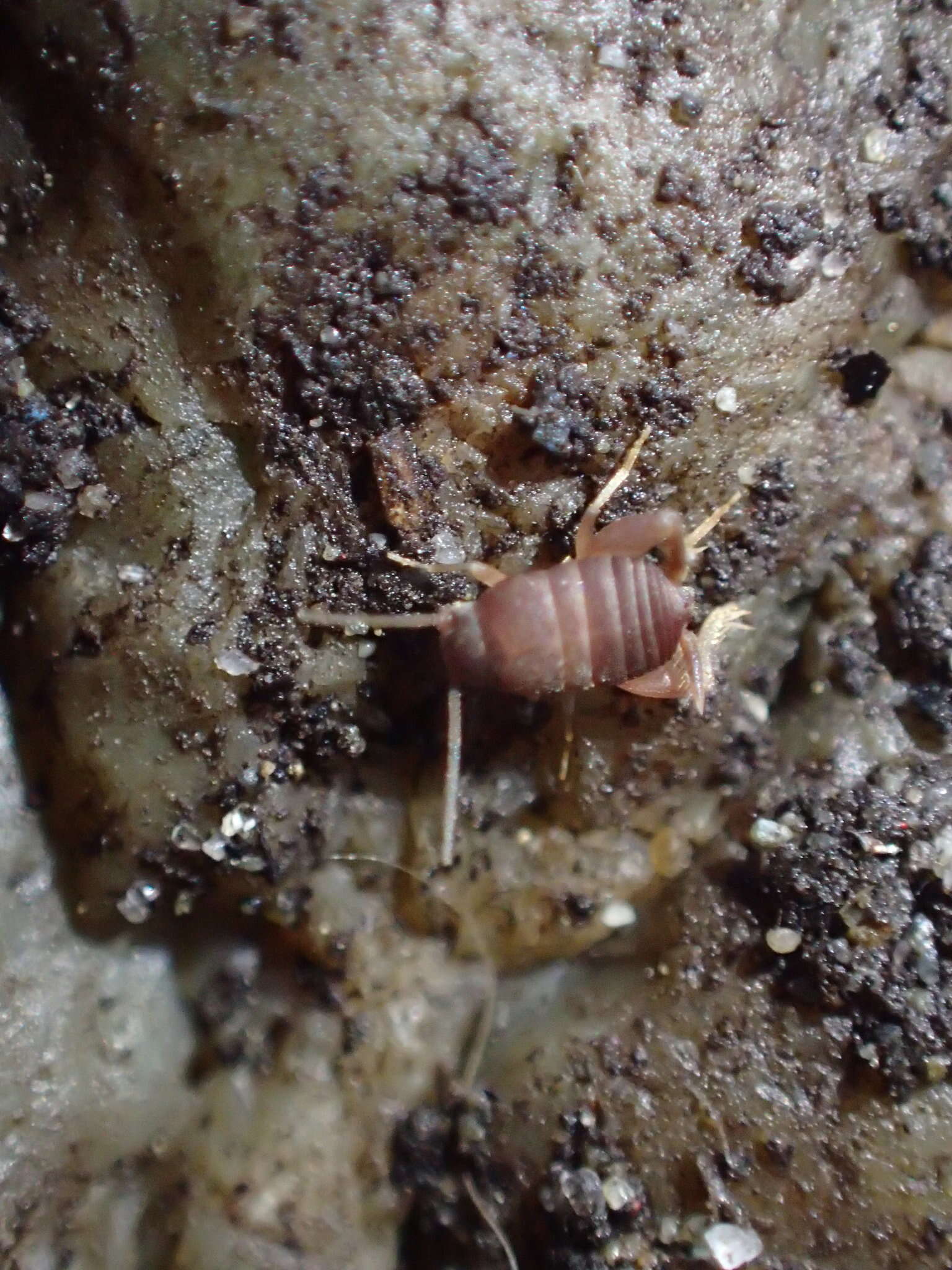 Image of Oregon Ant Cricket