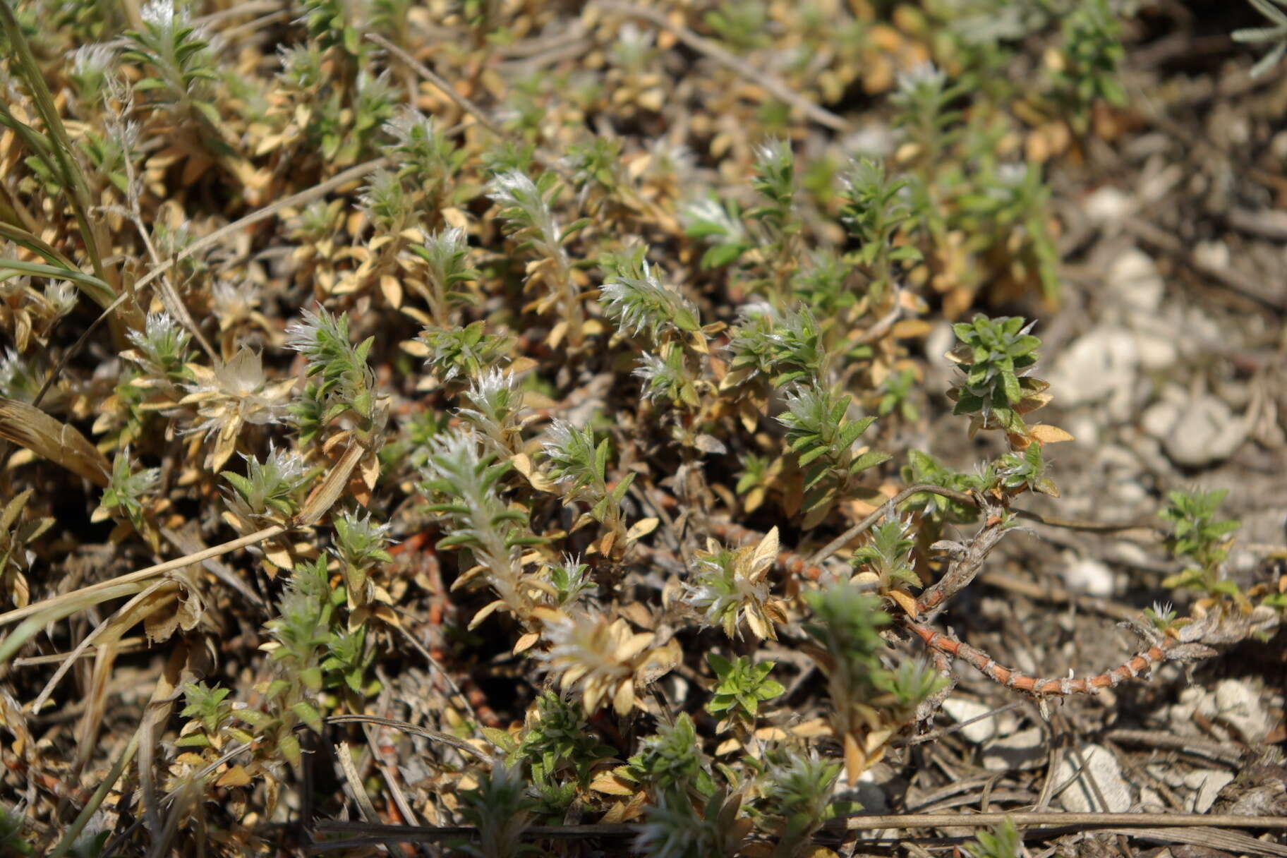 Imagem de Paronychia cephalotes (M. Bieb.) Besser