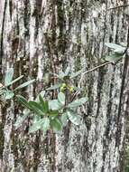 Image of Climbing Fetterbush