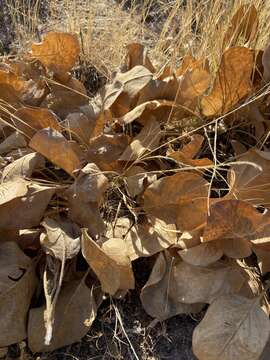 Image of southern mule-ears