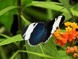 Image of Heliconius sapho leuce Doubleday (1847)