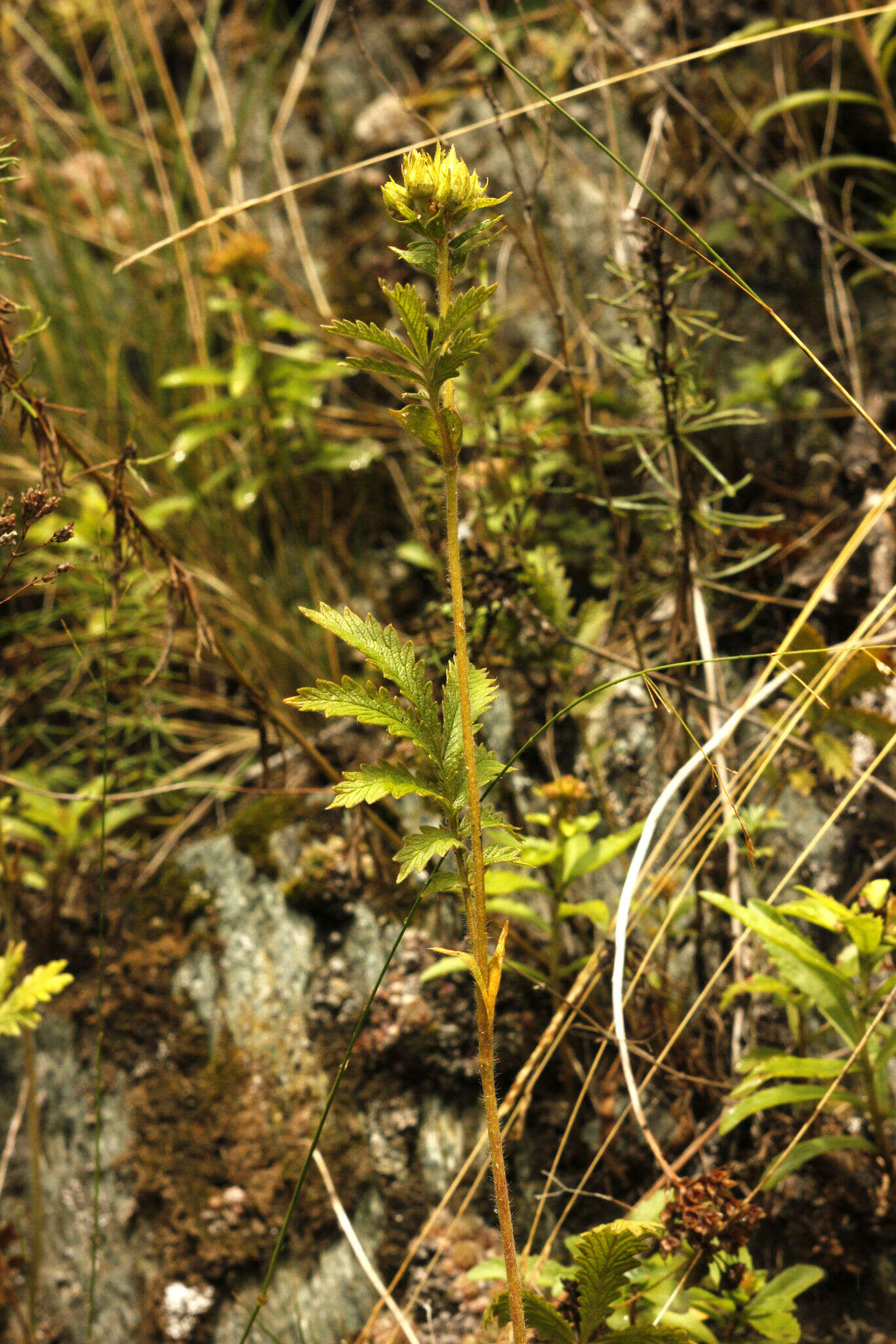 Image of Potentilla longifolia Willd.