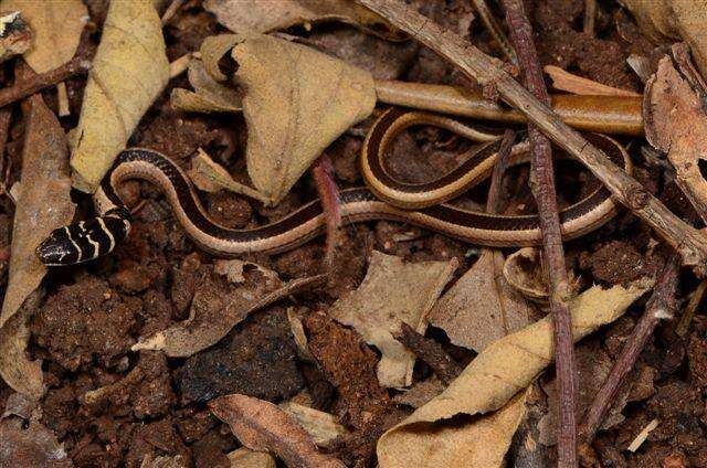 Image of Dwarf sand snake