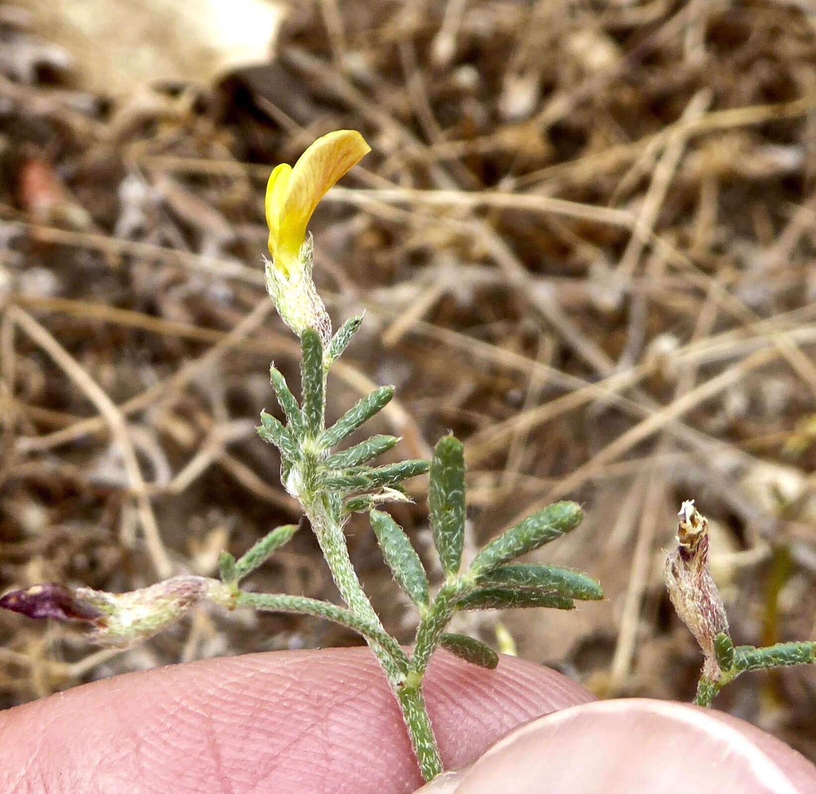 Image of strigose bird's-foot trefoil