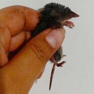 Image of Yucatan Small-eared Shrew