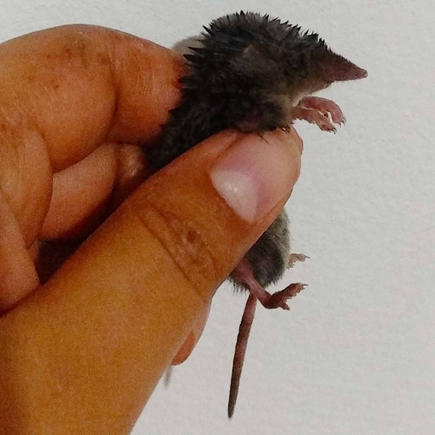 Image of Yucatan Small-eared Shrew