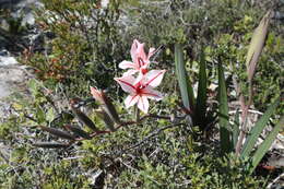 Gladiolus miniatus Eckl. resmi