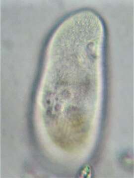 Image of Turaniellidae