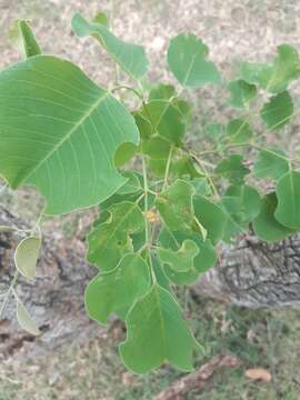 صورة Pterocarpus rotundifolius (Sond.) Druce