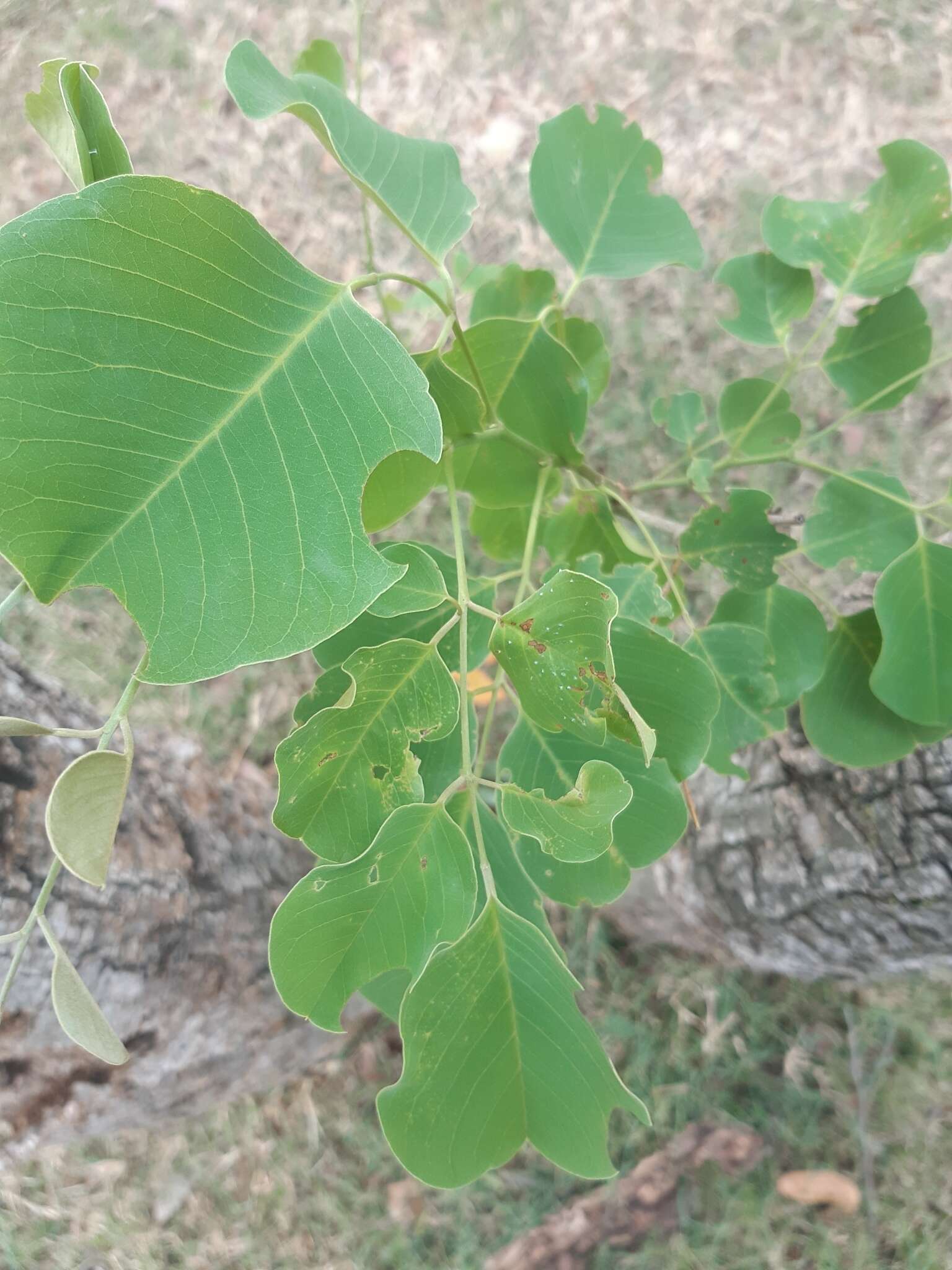 صورة Pterocarpus rotundifolius (Sond.) Druce