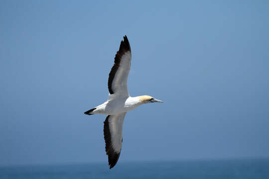 Image of Cape Gannet