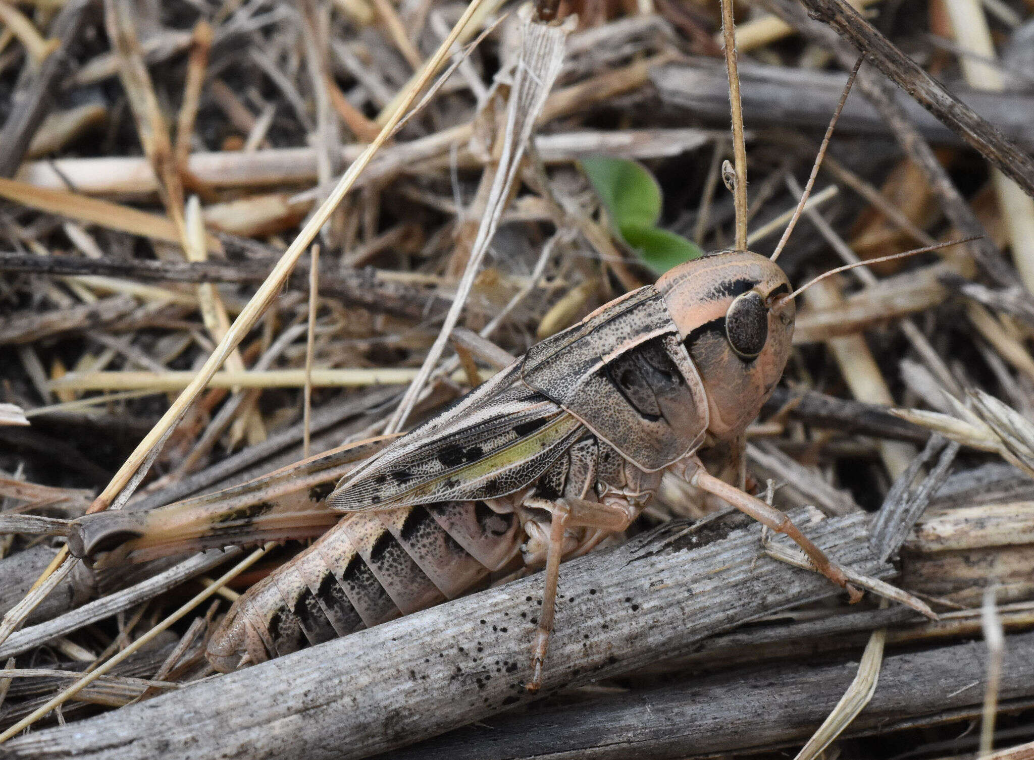 Image of Prairie Boopie