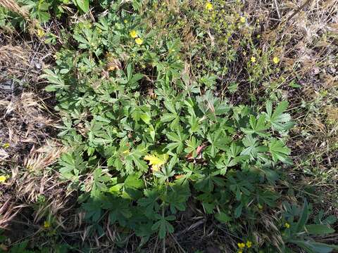 Potentilla collina Wibel resmi