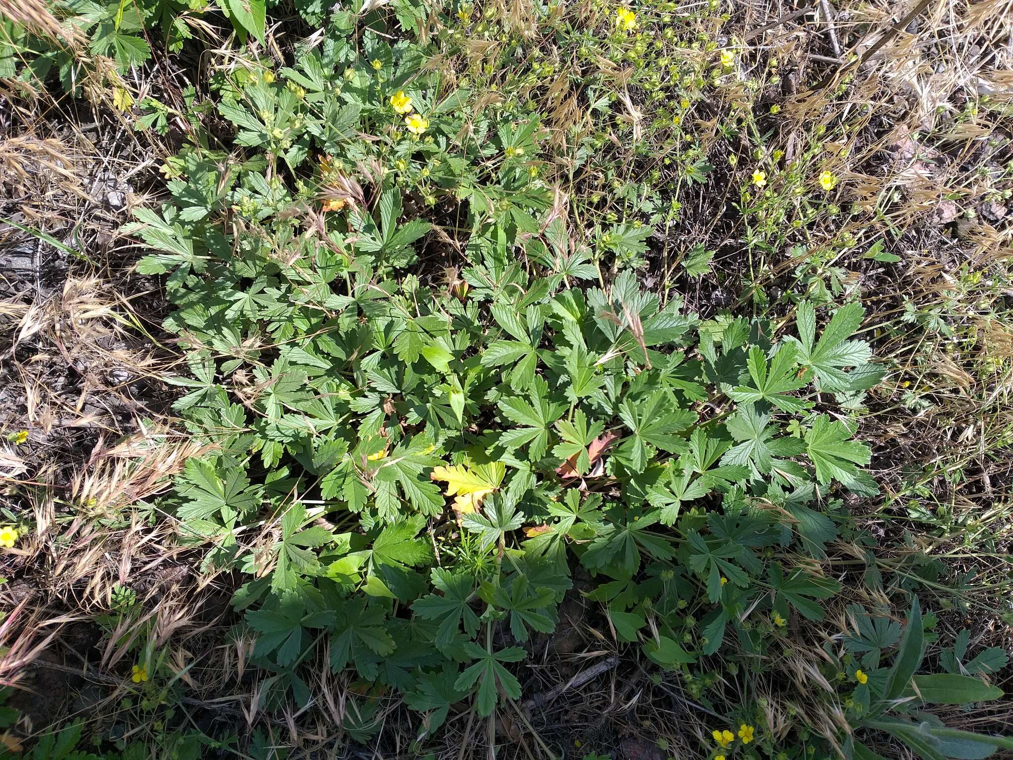 Image of palmleaf cinquefoil