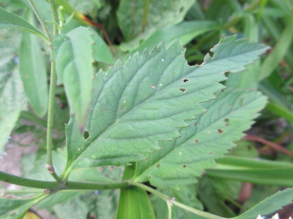 Image of Veronica rotunda subsp. subintegra (Nakai) A. Jelen.