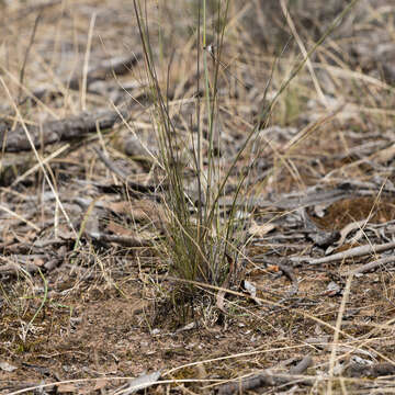 Image of Austrostipa setacea (R. Br.) S. W. L. Jacobs & J. Everett