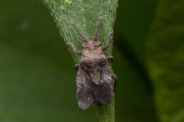 Image of Eumenotes obscura Westwood 1844