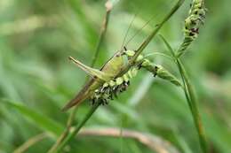 صورة Conocephalus (Anisoptera) maculatus (Le Guillou 1841)