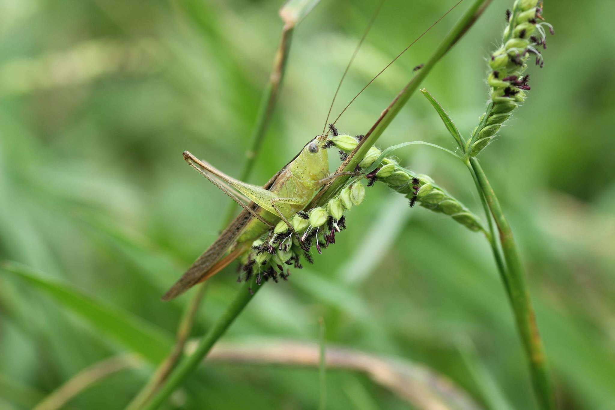 صورة Conocephalus (Anisoptera) maculatus (Le Guillou 1841)