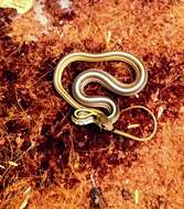 Image of Baird's Patchnose Snake