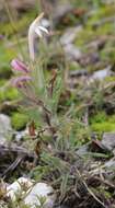 Plancia ëd Castilleja mexicana (Hemsl.) Gray