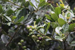 Imagem de Prunus buxifolia Koehne