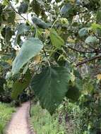 Image de Macaranga involucrata var. mallotoides (F. Muell.) L. M. Perry