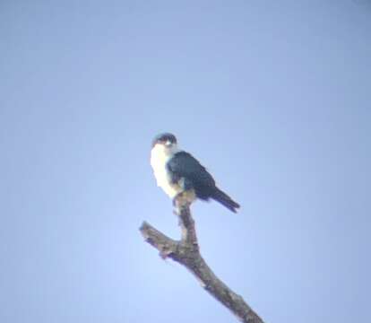 Image of Philippine Falconet