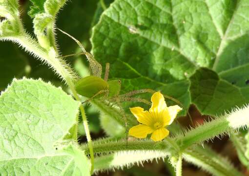 Image of Hedgehog cucumber