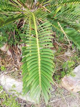 Image of Suurberg Cycad