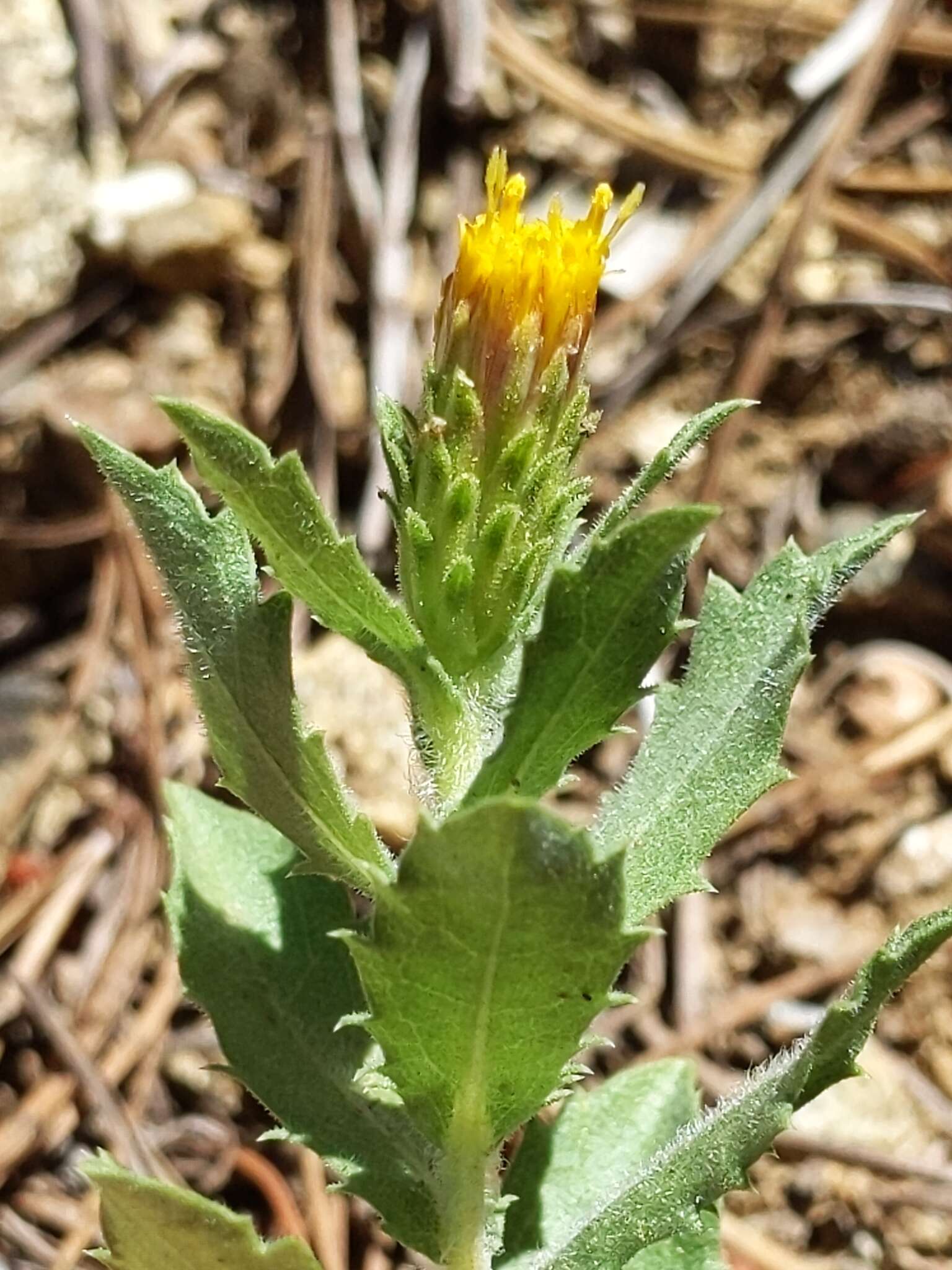 Image of Whitney's bristleweed