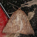 Image of Triangle Cape Moth