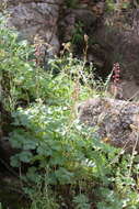 Image of Kern County larkspur