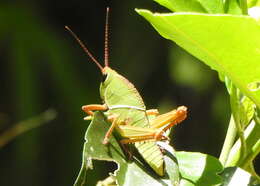 Plancia ëd Staleochlora arcuata iguazuensis Roberts, H. R. & Carbonell 1992