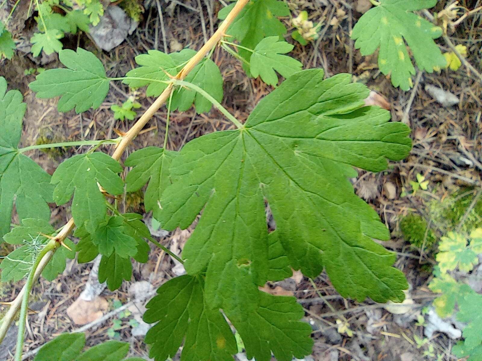 Слика од Ribes madrense Coville & Rose