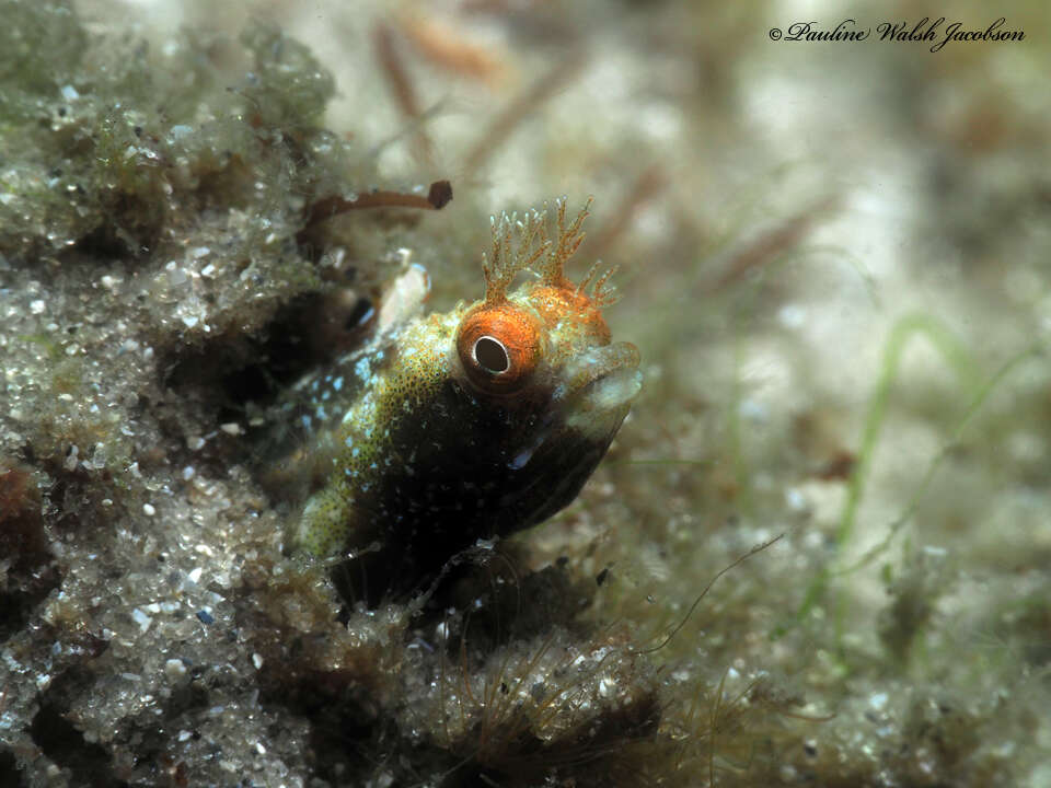 Image of Roughhead Blenny