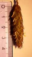 Image of sunolgrass