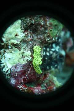 Image of Giant yellow nudibranch