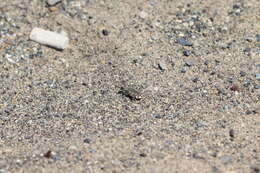 Image of Cicindela (Cicindela) hirticollis couleensis Graves 1988