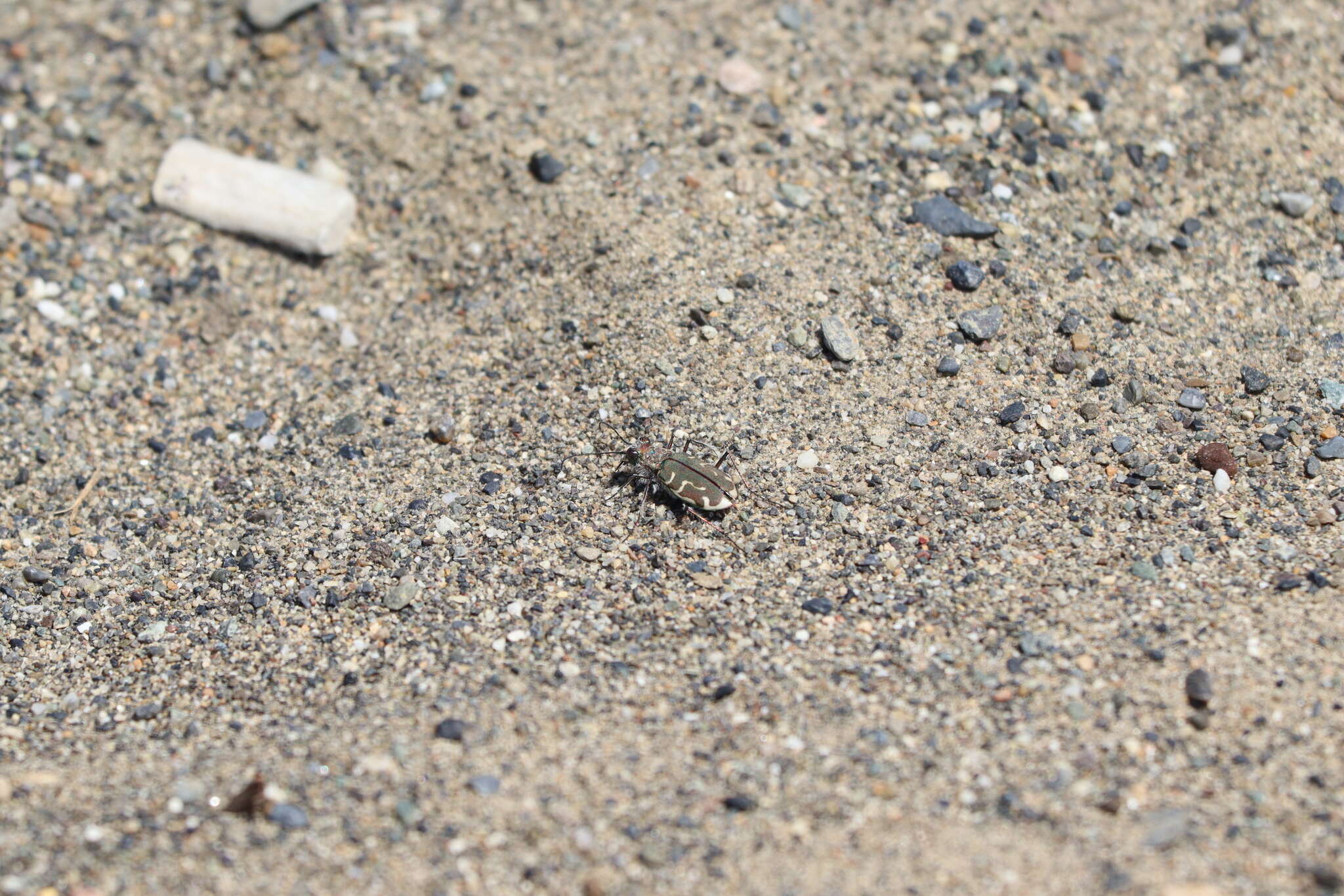 Image of Cicindela (Cicindela) hirticollis couleensis Graves 1988