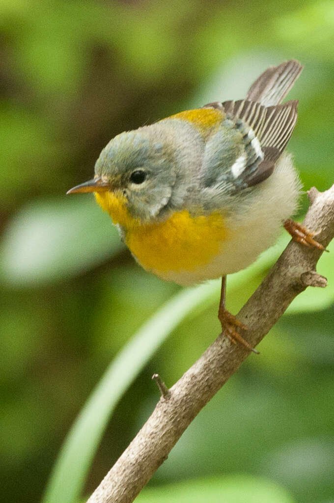 Image de Paruline à collier