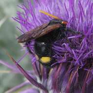 Image of Megascolia bidens (Linnaeus 1767)