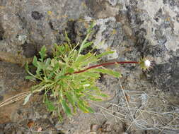 Image of Grindelia patagonica A. Bartoli & R. D. Tortosa