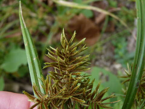 Imagem de Cyperus erythrorhizos Muhl.