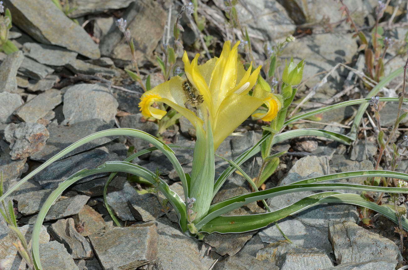 Iris orchioides Carrière的圖片