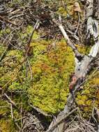 Image of blushing bog-moss