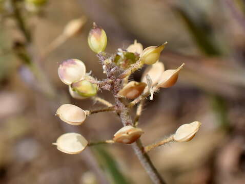 Sivun Alyssum minutum Schlecht. ex DC. kuva