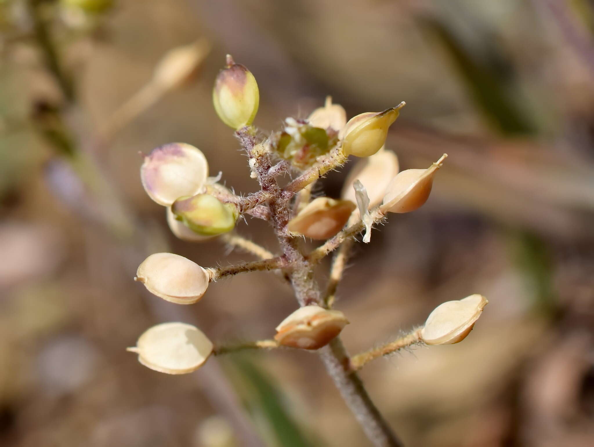 Image of Alyssum minutum Schlecht. ex DC.