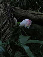 Image of Costus arabicus L.